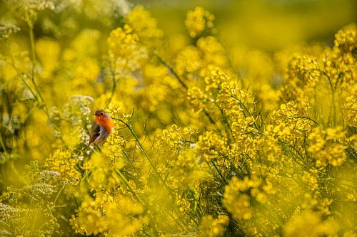 Robin in the Rape Seed