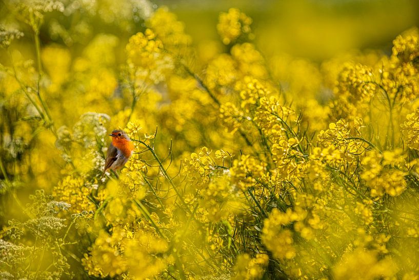 Robin in the Rape Seed by Brian Morgan