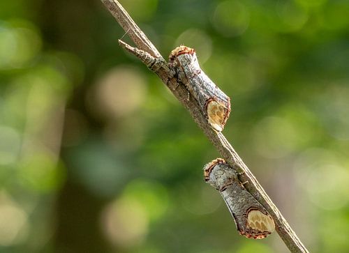Weapon carriers on a branch