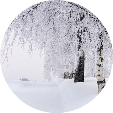 Besneeuwde berkenlaan in winters Noorwegen