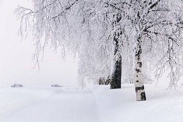 Besneeuwde berkenlaan in winters Noorwegen