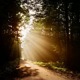 Morgenstimmung im Oberwald von Rolleiflex Fine Art