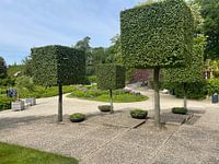Arbres carrés