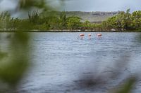 Flamingo's on Curacao (Jan Kok)
