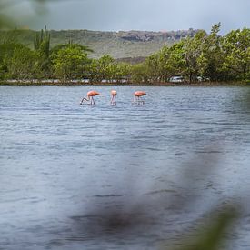 Flamingo's on Curacao (Jan Kok) by Kwis Design