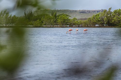 Flamingo's op Curacao (Jan Kok)