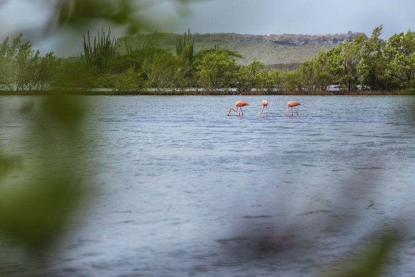 Flamingo&#039;s on Curacao (Jan Kok) by Kwis Design