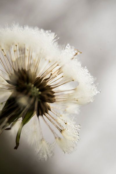 Dandelion van José Janssen
