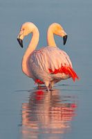 Two flamingos in the morning mist - A moment of serene beauty
