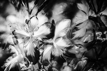Playful magnificent candle blossoms in black and white