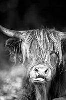 le highlander en noir et blanc