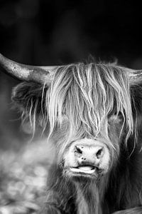 highlander in schwarz und weiß