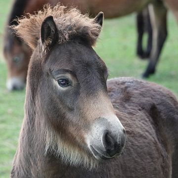 Wild Exmoor pony foal by Angelique Van der Zanden