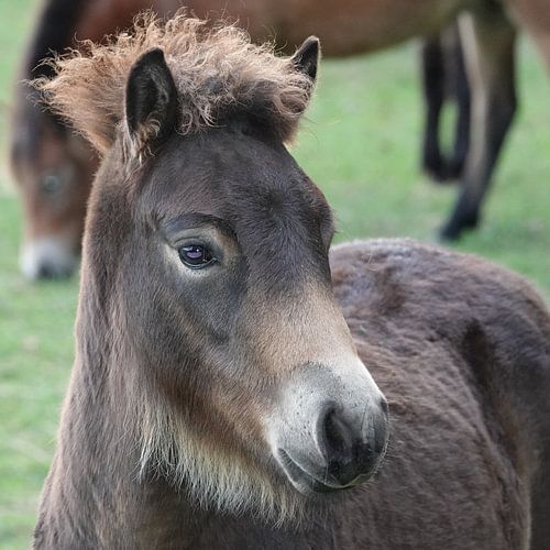 Wilde Exmoor ponyveulen