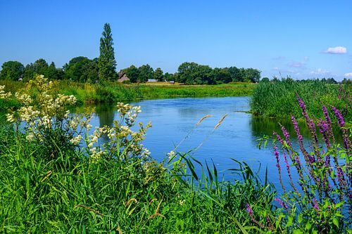 Zomerse Niers: Bloemenpracht aan de Rivier
