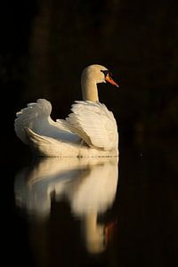 Höckerschwan ( Cygnus olor ) präsentiert sich in seiner ganzen Schönheit, mit nahezu perfekter Spieg