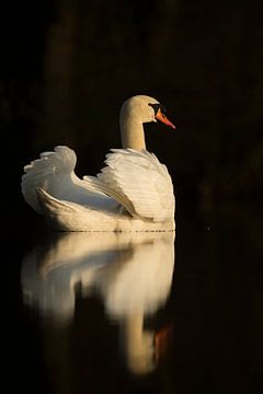Elegant Mute Swan ( Cygnus olor ) shows its beauty with beautiful reflection on a calm dark water su