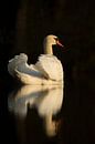 Elegant Mute Swan ( Cygnus olor ) shows its beauty with beautiful reflection on a calm dark water su van wunderbare Erde thumbnail