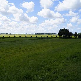 Weiland  by Cheyenne Sch