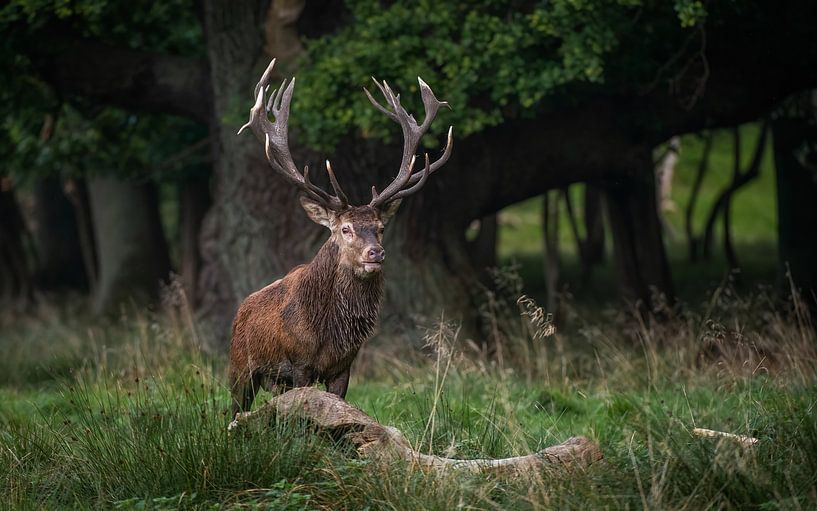 red deer by Andy van der Steen - Fotografie