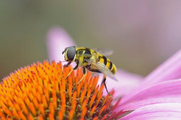 bij aan het werk op echinacae van Bert Bouwmeester