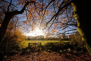 De herfst reikt naar de zon
