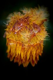 Fluff on a straw flower by Jenco van Zalk