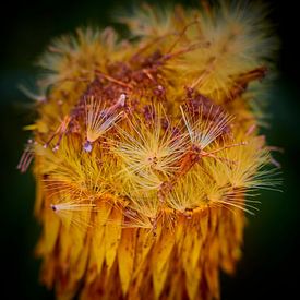 Flaum an einer Strohblume von Jenco van Zalk