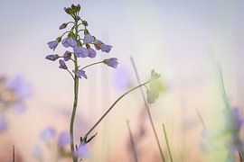 Whitsunflower by Marlies Nederkoorn