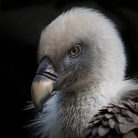 Griffon Vulture
