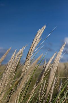 Photo de nature sur Vlieland sur la plage, nuances pastel photo sur Lydia