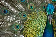 Indian peacock by Karsten van Dam thumbnail