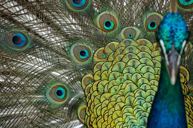 Indian peacock by Karsten van Dam