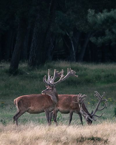 Cerf élaphe à la lumière du soir