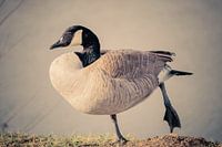 Grijze Canadese gans (Branta canadensis)
