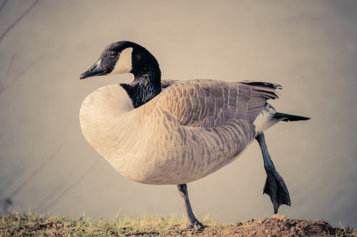 Grijze Canadese gans (Branta canadensis)
