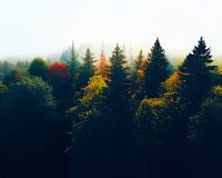 Autumn treetops