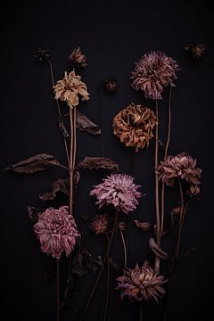 donkere compositie van gedroogde dahlia's van Karel Ham