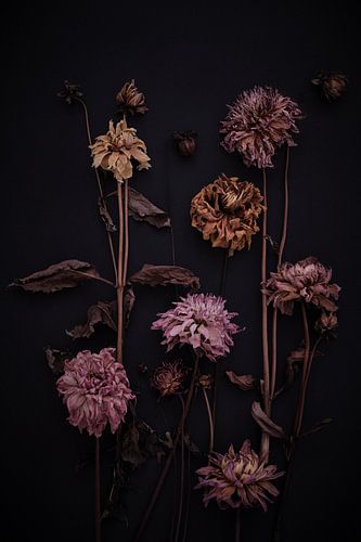 dark composition of dried dahlias