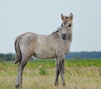 Jong Konikpaard