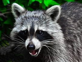 Visit from the raccoon