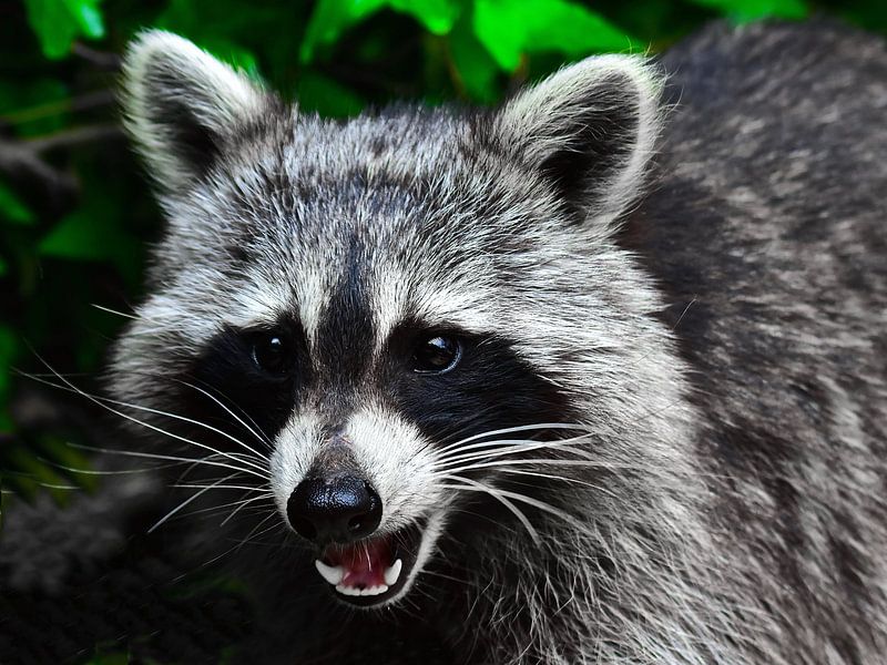 Besuch vom Waschbär von DeVerviersBelgium