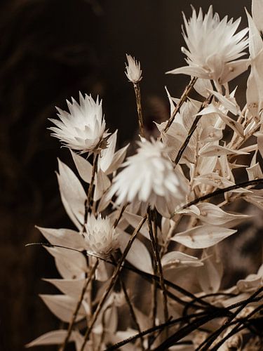 Floral Triptych No. 1