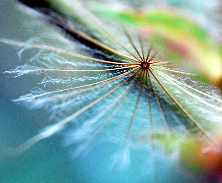 Fluff by Mirjam Reidinga