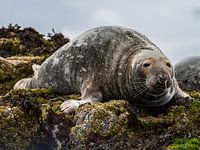 Zeehond op de rotsen
