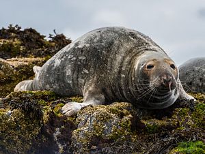 Zeehond op de rotsen