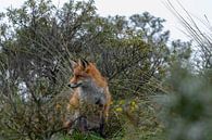 Fuchs auf der Düne von Merijn Loch Miniaturansicht