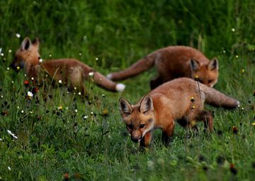 Jonge vossen in een veld in het voorjaar van Claude Laprise