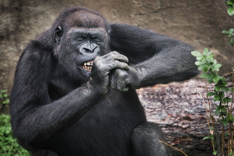 Das Gorillaweibchen nagt fleißig an etwas Hartem, fletscht die Zähne, kneift die Augen vor Anstrengu von Michael Semenov
