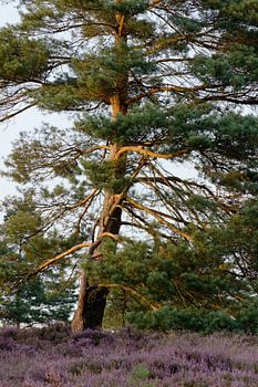 Freistehende Kiefer in der Lüneburger Heide